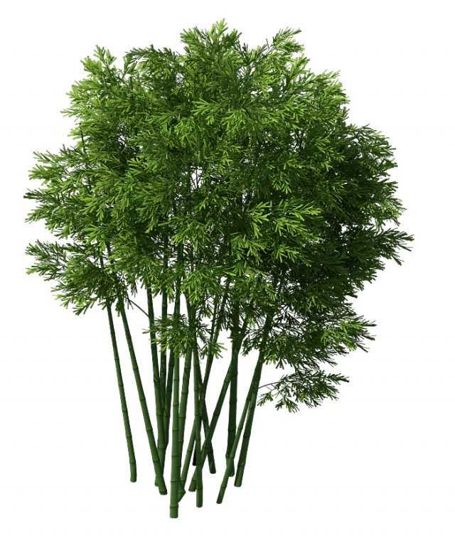 Plant – Bamboo 032 3D Model