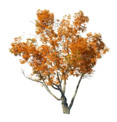 Shrub – Huanglongshan Small Tree 01 3D Model