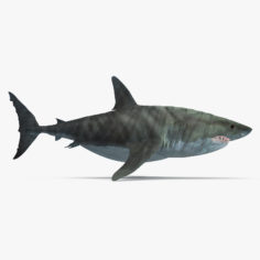 3D Megalodon Shark 3D Model