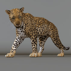 Leopard Maya Rig v2 3D model Free 3D Model