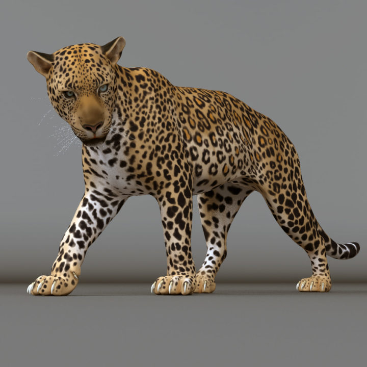 Leopard Maya Rig v2 3D model Free 3D Model