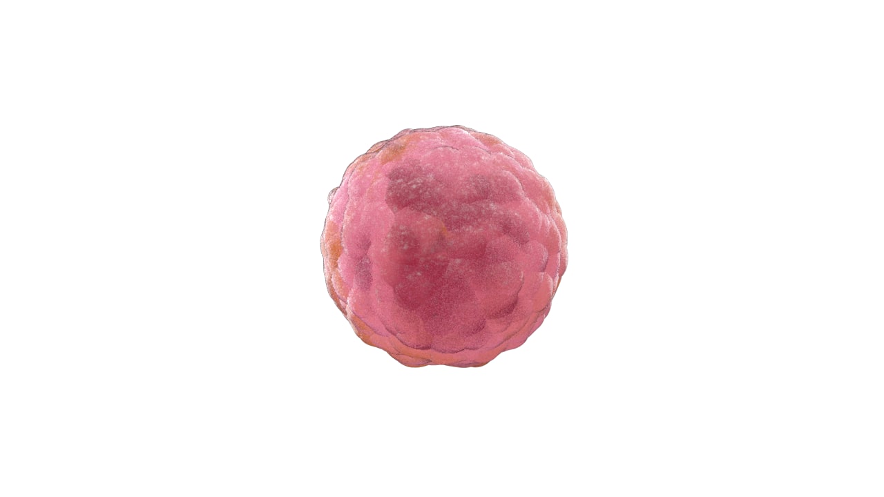 3D cell or virus 3D Model