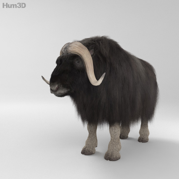 Muskox HD 3D Model