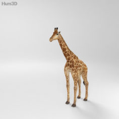 Giraffe HD 3D Model