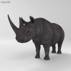 Black Rhinoceros HD 3D Model