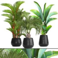 Collection of plants palms 3D Model
