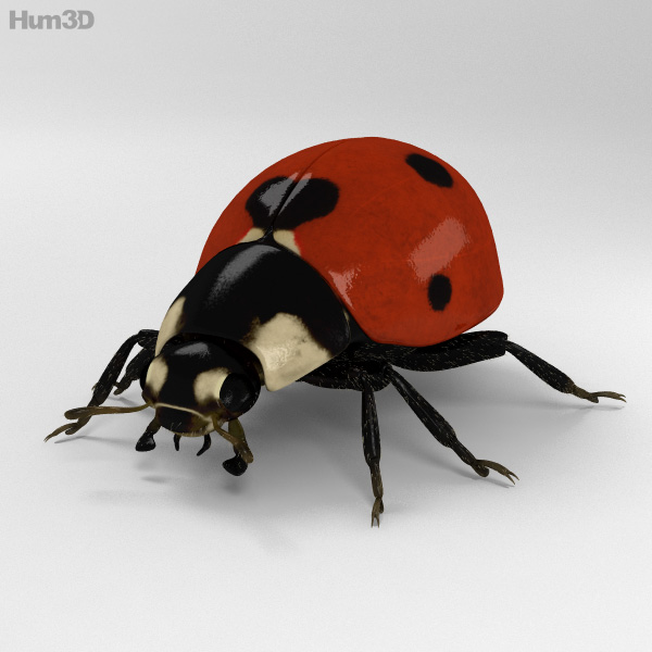 Ladybird HD 3D Model