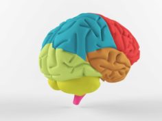 The human brain 3D Model