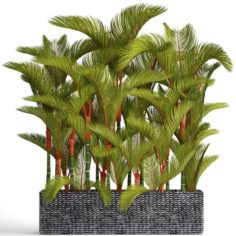 Collection plants Cyrtostachys renda 3D Model