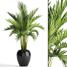 Howea Forsteriana Palm 3D Model