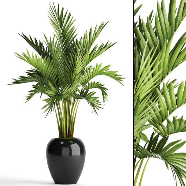 Howea Forsteriana Palm 3D Model