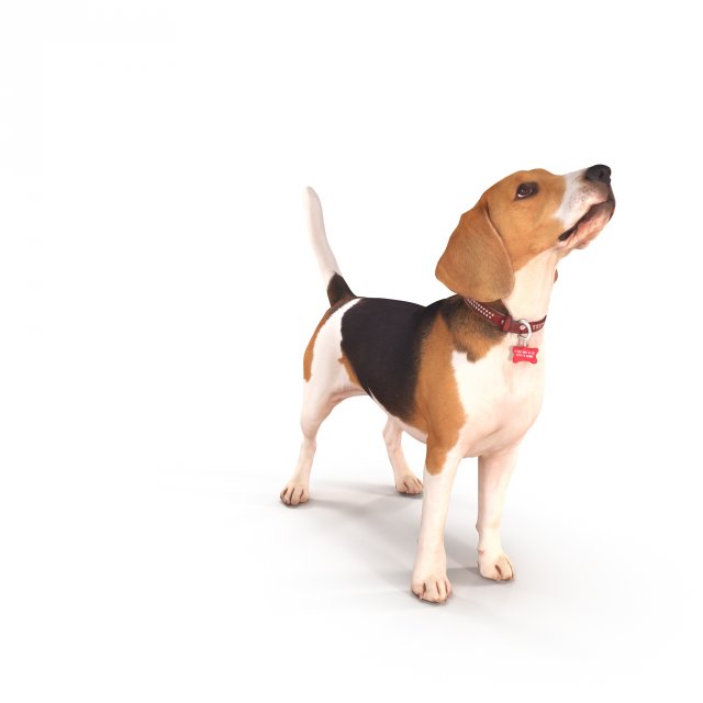 Beagle standing 3D Model
