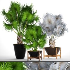 Collection palms Bismarckia nobilis 3D Model