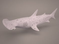 Hammerhead Shark 3D Model