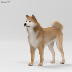 Akita Inu HD 3D Model