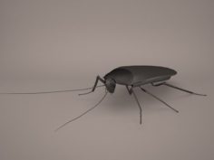 Roach 3D Model
