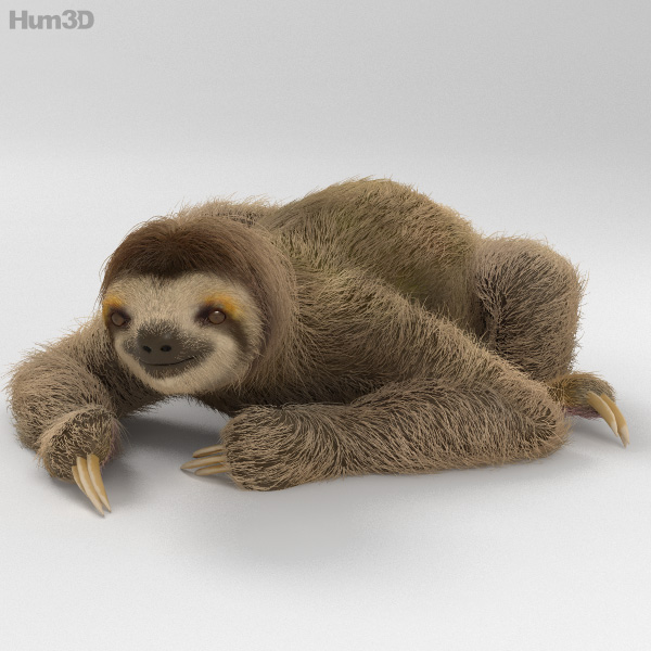 Three-Toed Sloth HD 3D Model