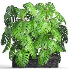Collection plants Monstera 3D Model