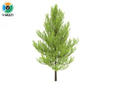 Tree Standard 3D Model