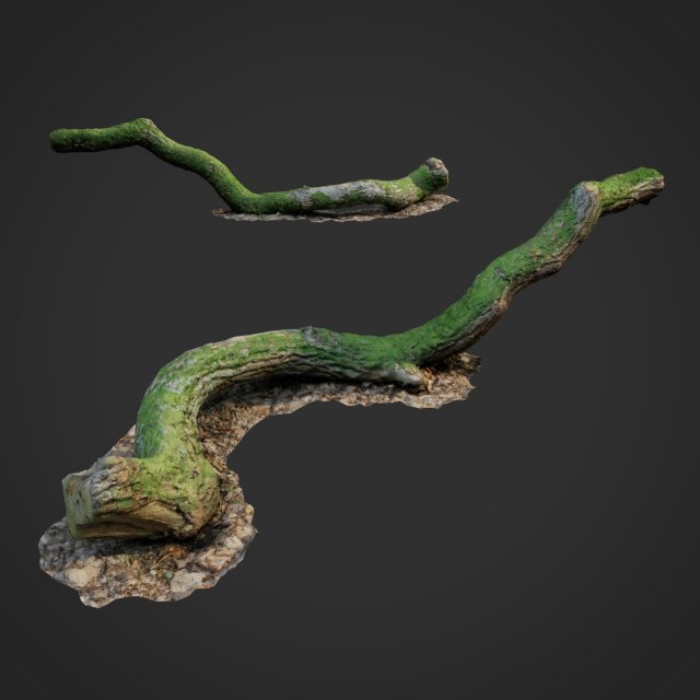 3d scanned nature forest stuff 003 3D Model