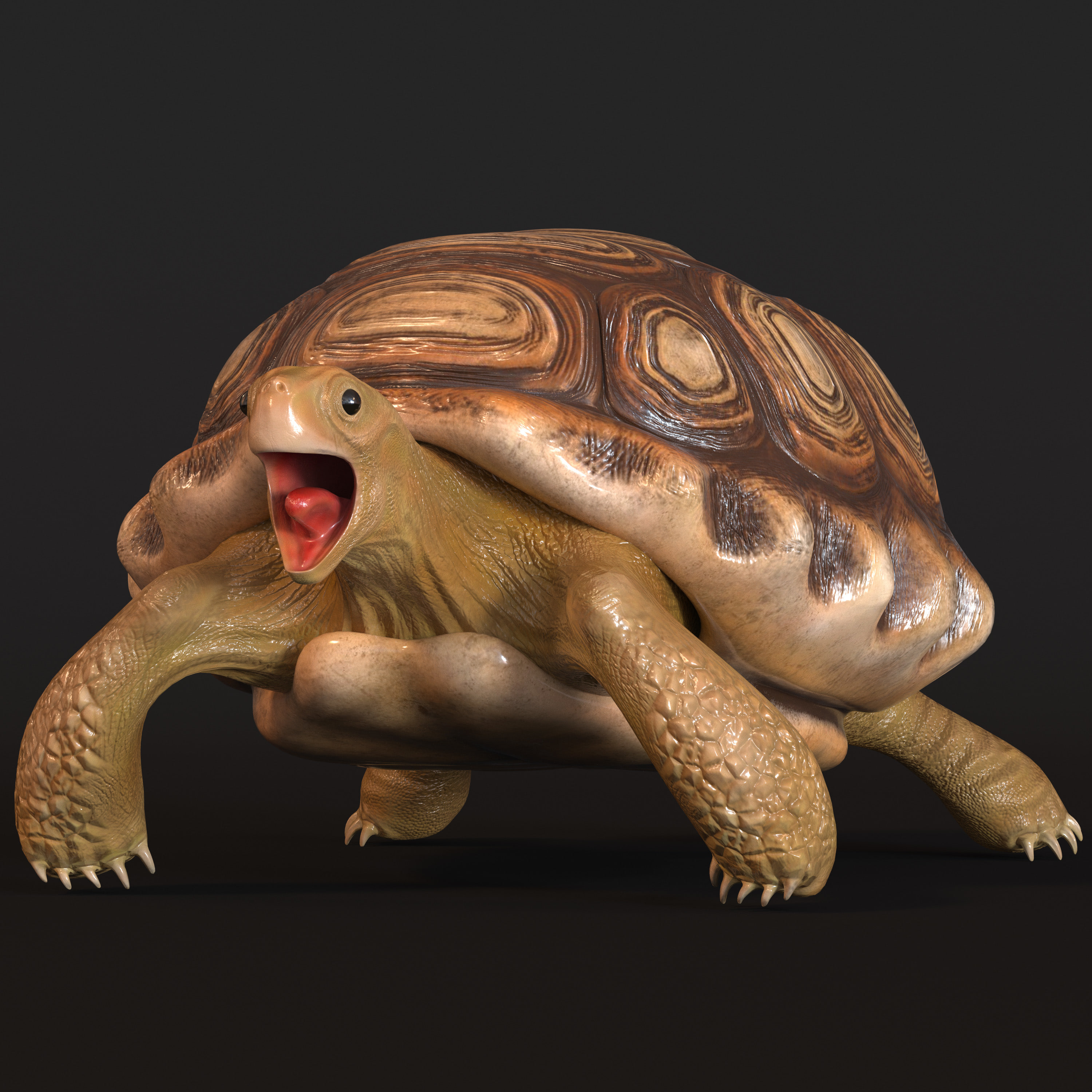 3 д черепаха. Черепаха 3d. Игрушка Tortoise 3d черепаха. Черепаха 3д модель. Панцирь черепахи 3 д модель.