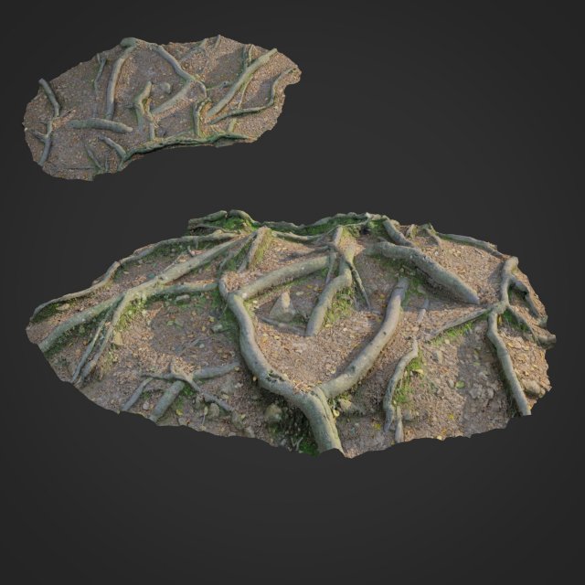 3d scanned nature forest roots 010 3D Model