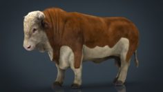 Hereford Bull 3D Model