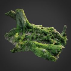 3d scanned nature forest roots 005 3D Model