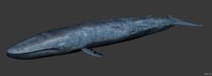 Biologic blue whale 3D Model