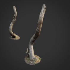 3d scanned nature forest roots 008 3D Model
