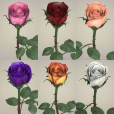 Rose Flower Collection 3D Model