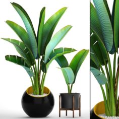 Ravenala palm 3D Model