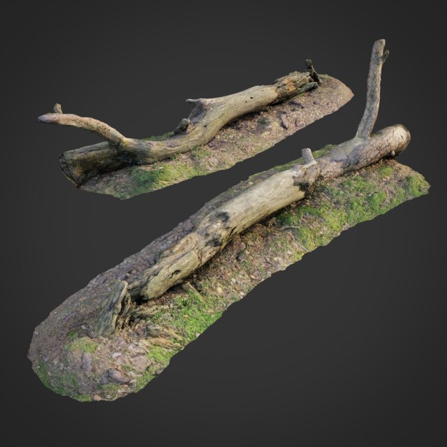 3d scanned nature forest roots 007 3D Model