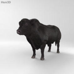 Angus Bull HD 3D Model