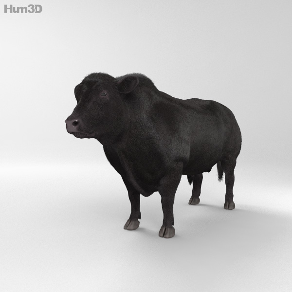 Angus Bull HD 3D Model
