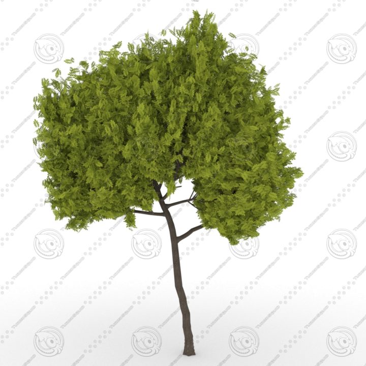 Honey Locust Tree(Gleditsiatriacanthos) 3D Model