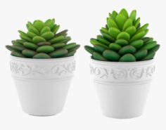 Succulents 09 3D Model
