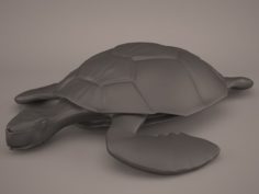 Cartoon Turtle 3D Model