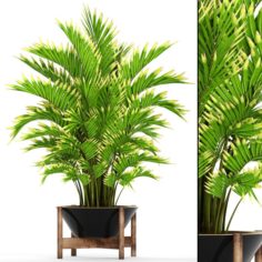 Howea Forsteriana Palm 3D Model