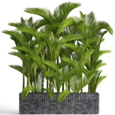 Collection plants Dypsis lutescens 3D Model