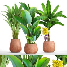 Collection of plants banana 3D Model