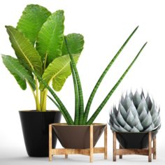 Collection tropical plants 3D Model