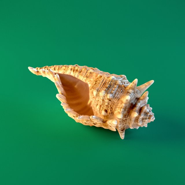 Seashell 3D Model