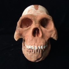 Homo naledi ancient hominid skull reconstruction 3D Print Model