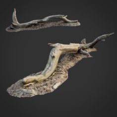 3d scanned nature forest roots 009 3D Model