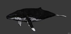 Biologic humpback whale 3D Model
