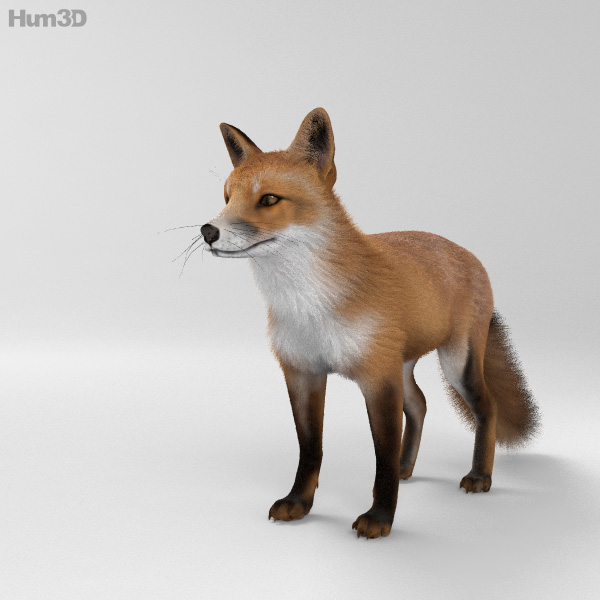 European Red Fox HD 3D Model