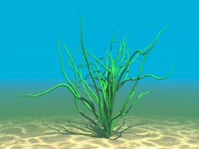 Aquatic Plant 13 Free 3D Model