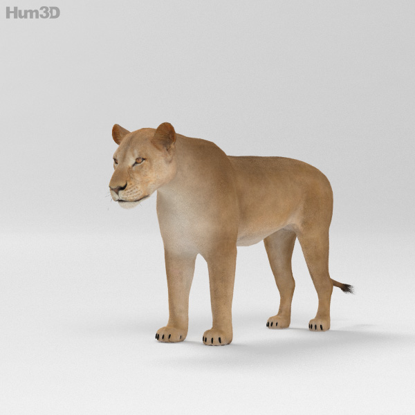Lioness HD 3D Model