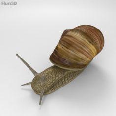 Snail HD 3D Model